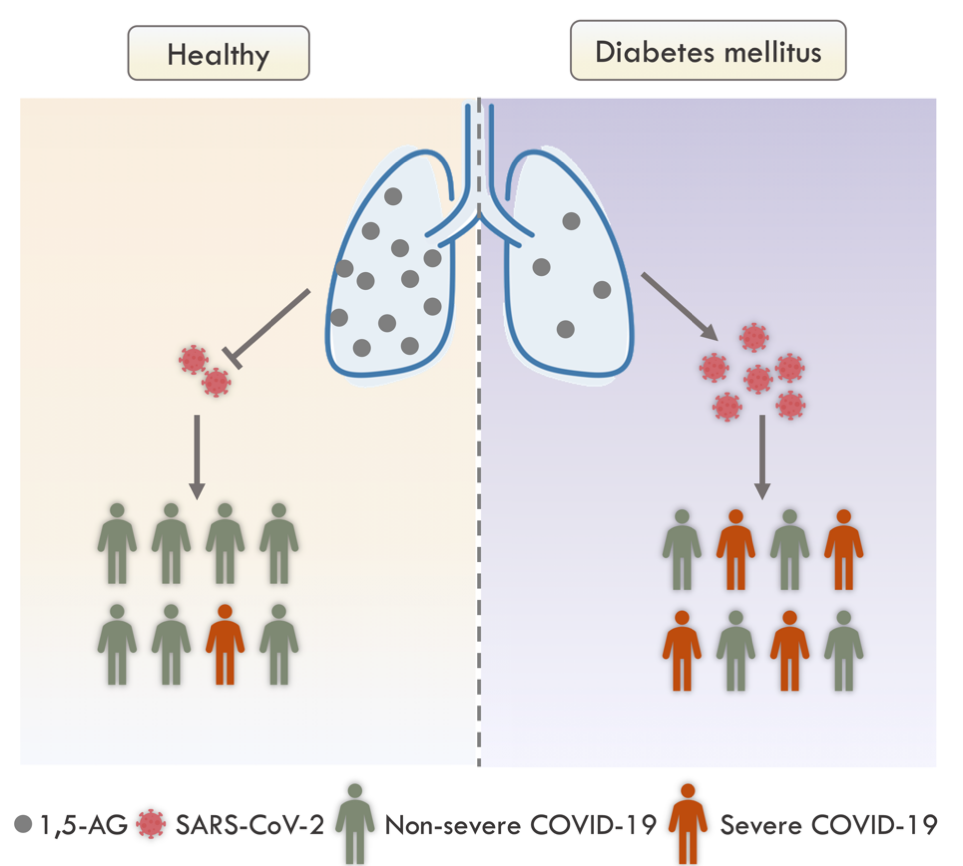 Nature Metabolism：一种血糖相关代谢小分子可有效阻抑新冠感染重症