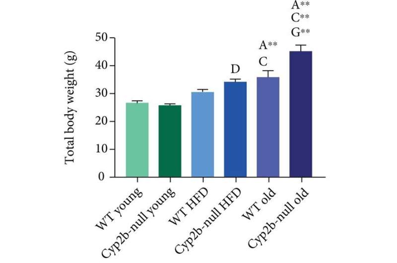 Scientists study links between obesity, age and body chemistry