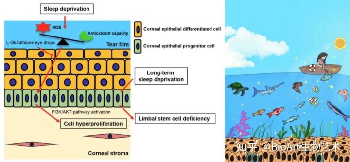 厦门大学李炜、刘祖国：睡眠剥夺会损害角膜中的干细胞