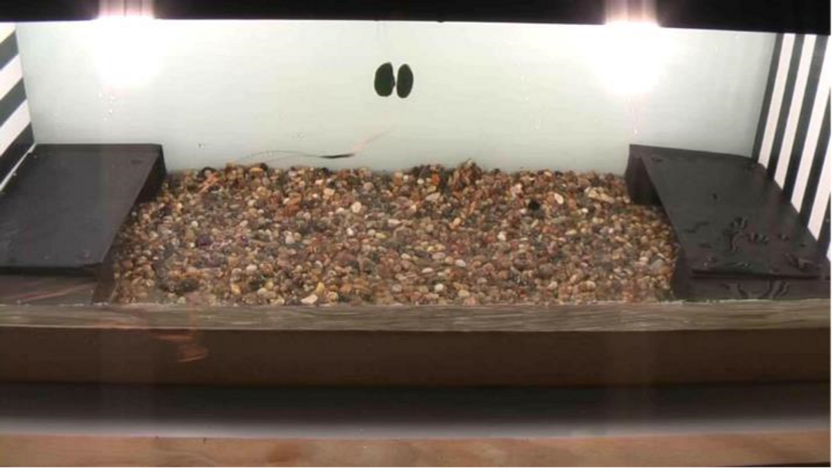 Tank with rocks on the bottom and two shelters