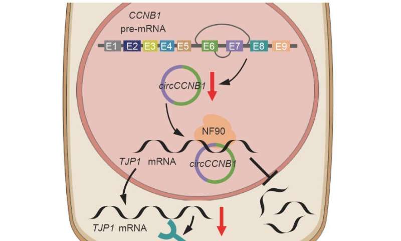 Circular RNA circCCNB1 inhibits the migration and invasion of nasopharyngeal carcinoma through binding and stabilizing TJp1 mRNA