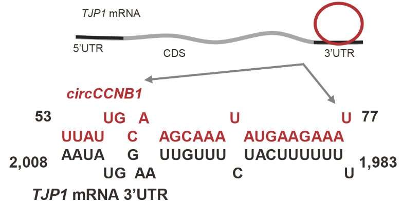 Circular RNA circCCNB1 inhibits the migration and invasion of nasopharyngeal carcinoma through binding and stabilizing TJp1 mRNA