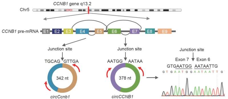 Circular RNA circCCNB1 inhibits the migration and invasion of nasopharyngeal carcinoma through binding and stabilizing TJp1 mRNA