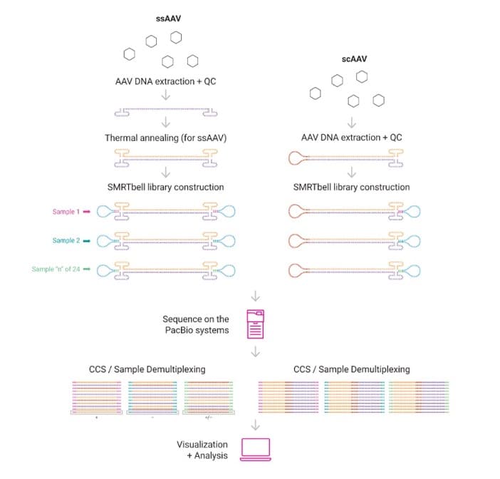 AAV HiFi sequencing workflow 