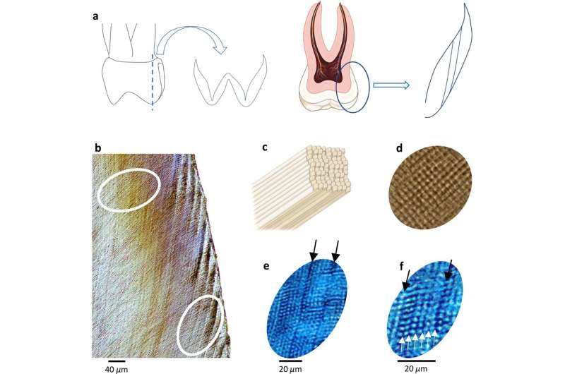 Dental biorhythm is associated with adolescent weight gain