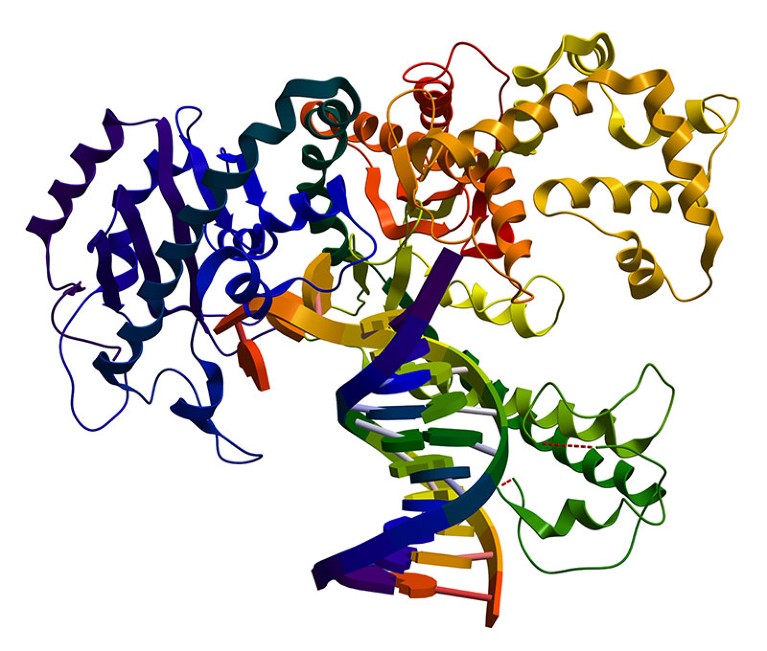 Protein structure model of DNA polymerase I. An enzyme that participates in the DNA replication