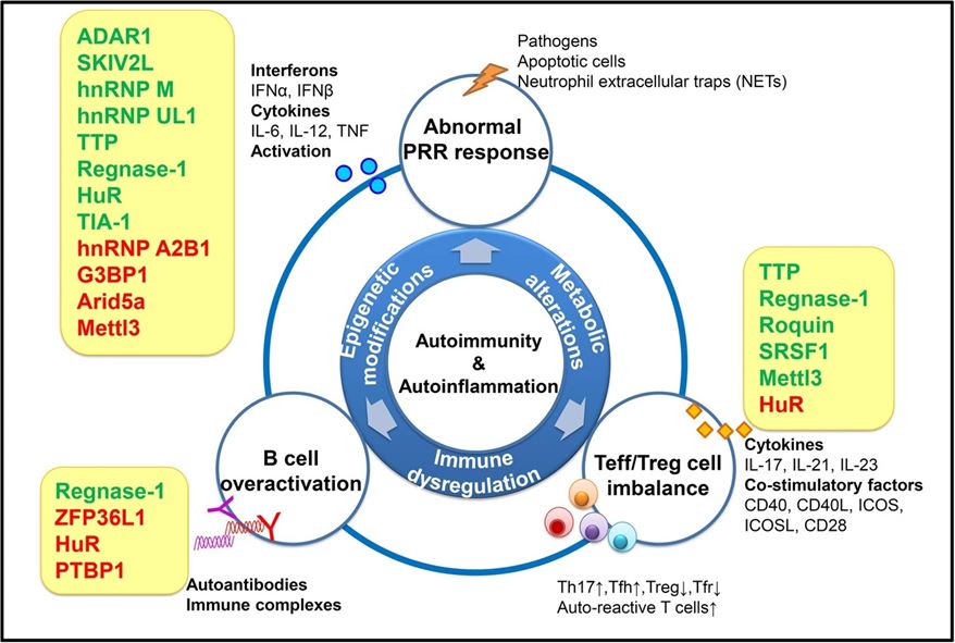 RBP-mediated regulation of immune responses in autoimmunity and autoinflammation.