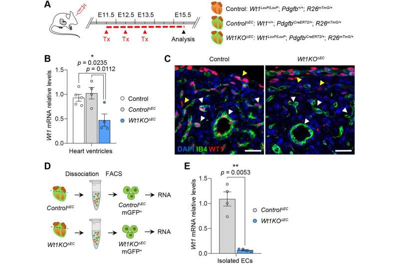 Wt1 gene to be a key factor in the endothelial cell during the formation of new coronary vessels