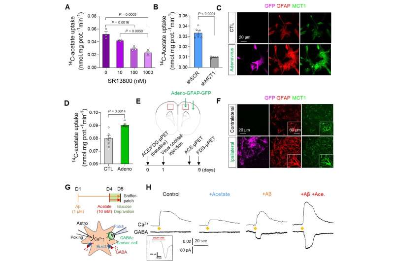 A new breakthrough in Alzheimer disease research - visualizing reactive astrocyte-neuron interaction