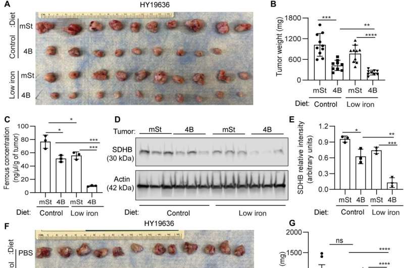 Inhibiting the biological crosstalk of autophagy and mitochondrial function underlying pancreatic ductal adenocarcinoma