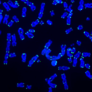 telomeres-image-sq-300x300.png
