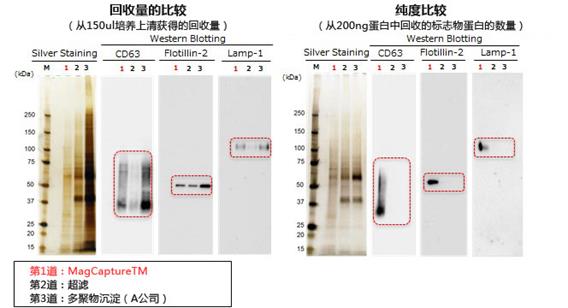 k562-1[1]-cn.jpg