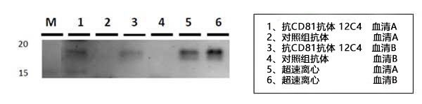 3 CD81（12C4）-汉化.jpg