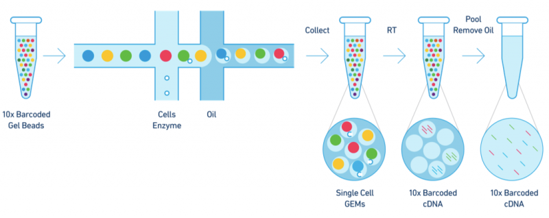 图6 10X Genomics技术原理示意图
