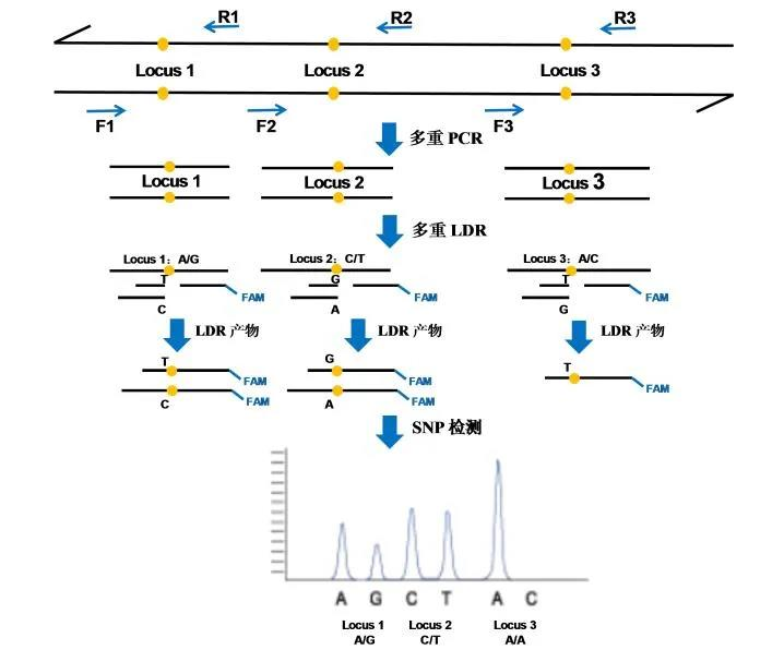 新技术专栏 正文 pcr-ldr snp基因分型 pcr-ldr 技术是多重pcr