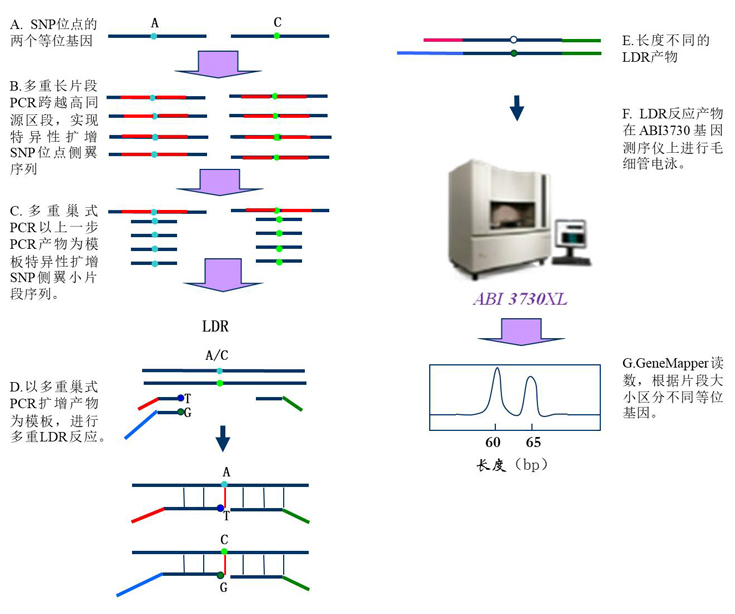 多重长片段巢式pcr-ldr分型原理