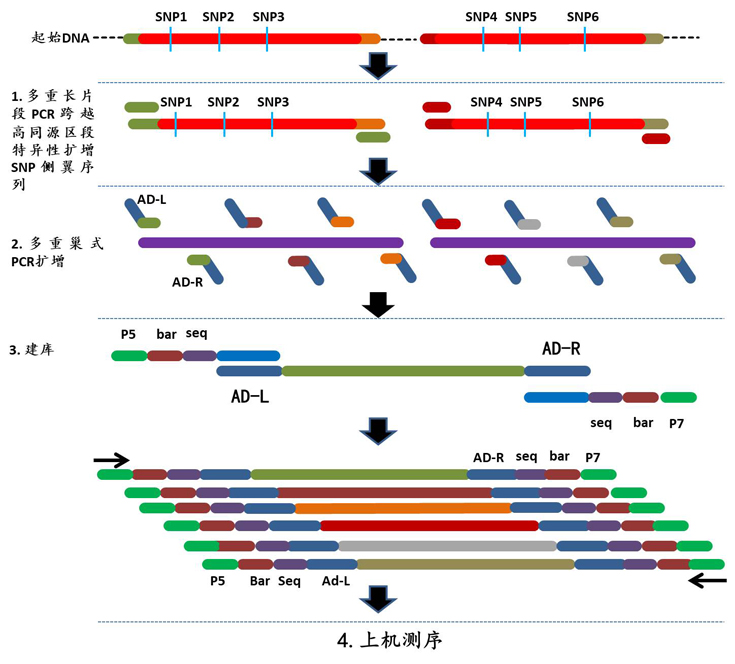 多重长片段巢式pcr-ngs分型原理