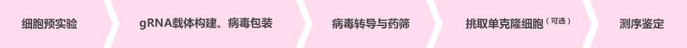 细胞预实验——gRNA载体构建、病毒包装——病毒转导与药筛——挑取单克隆细胞——测序鉴定