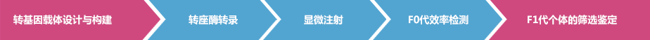 转基因载体设计与构建——转座酶转录——显微注射——F0代效率检测——F1代个体的筛选鉴定