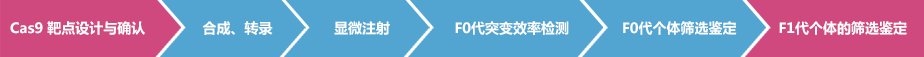 Cas9靶点设计与确认——合成、转录——显微注射——F0代突变效率检测——F0代个体筛选鉴定—— F1代个体的筛选鉴定