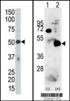 PDK4 Antibody (C-term)