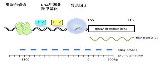arraystar启动子芯片是专门为研究启动子区域的dna甲基化/羟甲基化,组