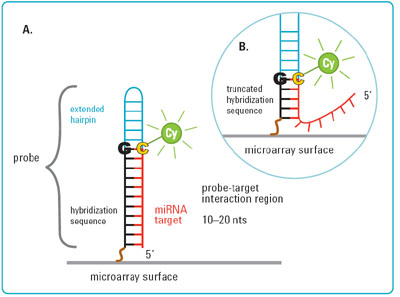 http://www.oebiotech.com/img/image003.jpg