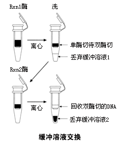 肾小囊超滤液图片