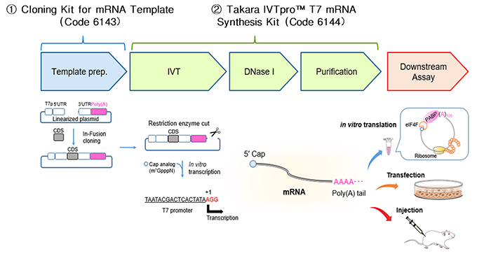 Takara IVTpro™ MRNA合成系统重磅上市！