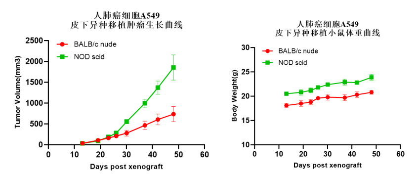 人肺癌细胞(a549)在nod scid小鼠上能更有效地建立肿瘤模型