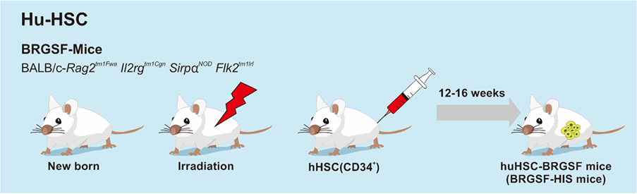 免疫系統重建小鼠模型構建流程hupbmc-brgsf小鼠與huhsc-brgsf小鼠