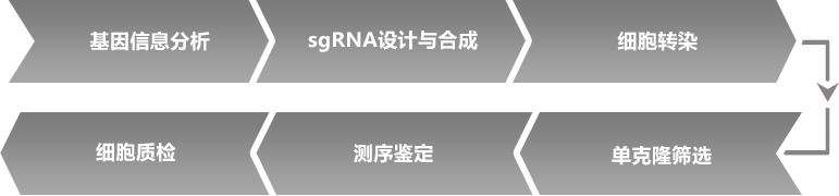细胞敲除服务流程