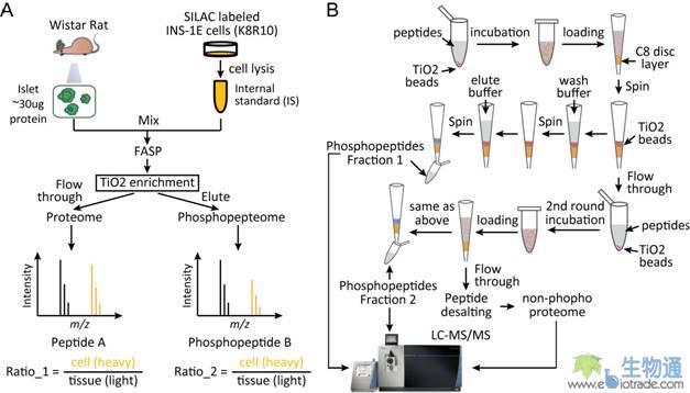 内标掺入SILAC 法用于小量组织的蛋白质组及磷酸化蛋白质组定量