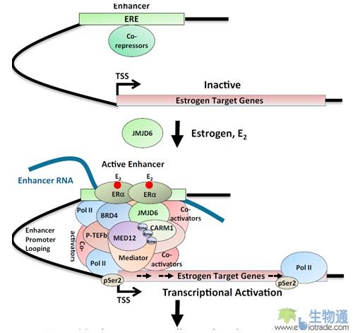 厦大特聘教授Cell子刊发文：乳腺癌表观遗传调控新机制