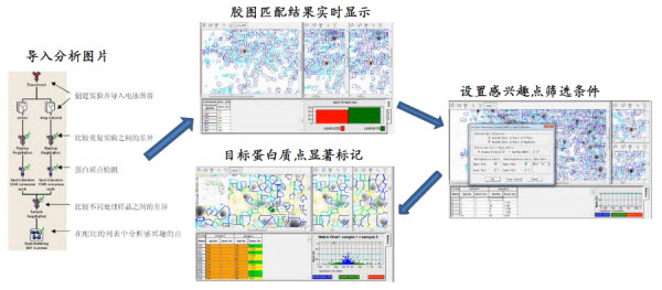 上海信帆生物:hoefer雙向電泳經典解決方案