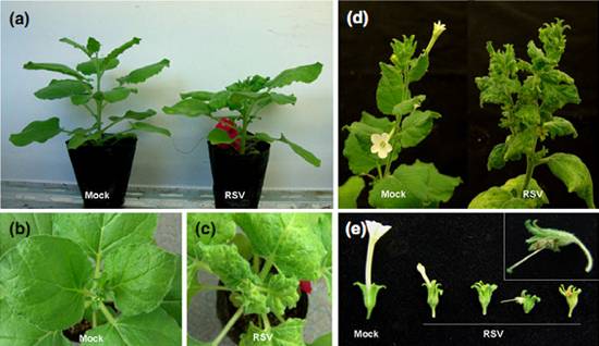 New Phytol：植物病毒产生的症状到底与哪些宿主基因有关