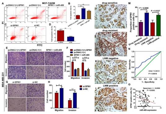 山东大学高鹏组：miR-489逆转乳腺癌耐药性