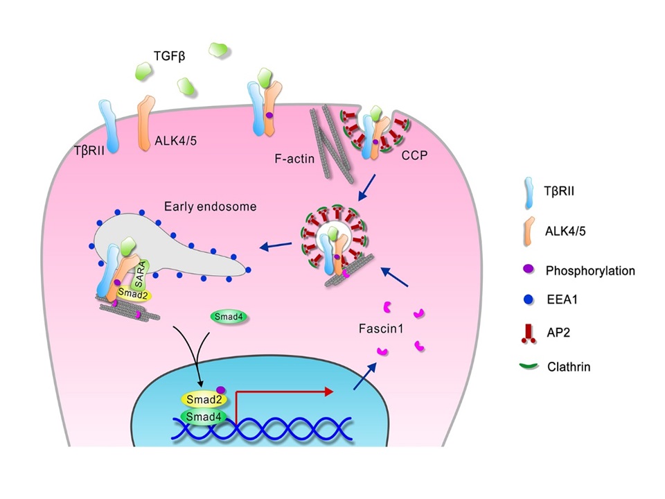 王强研究组Nature子刊发表F-actin调控TGF-β受体内吞新机制