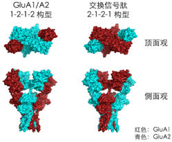 南京大学石云实验室最新《PNAS》文章