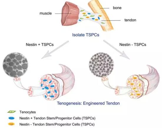浙江大学Science子刊：单细胞研究促生肌腱干细胞生物学新见解