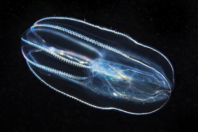 櫛水母(ctenophore s),別稱貓眼,是一種半透明的海洋腔腸動物,多為