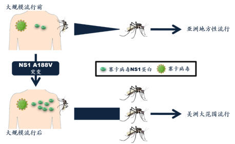 程功研究组：利用创新性传播循环模型解开寨卡病毒进化之谜