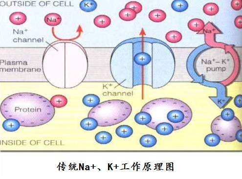 细胞生物学课本该改改了离子通道和离子泵是一种复合体