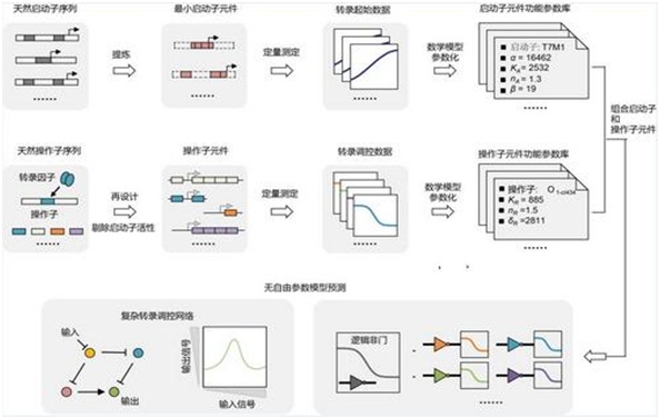 微生物所娄春波课题组在基因元件设计原则方面取得重大进展