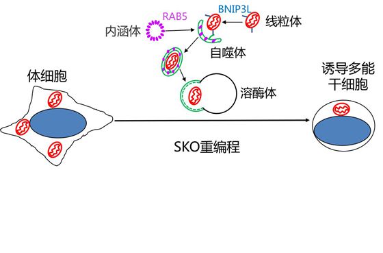 广州生物院刘兴国课题组在《自噬》发表文章