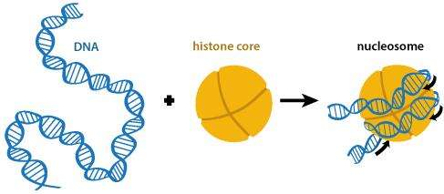 patch"的核小体结构特征重塑染色质