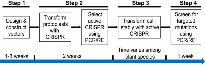 邱金龙研究组受邀在Nature Plants杂志上发表植物CRISPR-Cas9研究综述