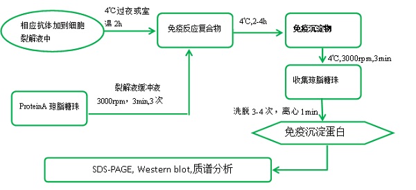 co-ip實驗流程圖免疫共沉澱(co-immunoprecipitation),簡稱 co-ip,是