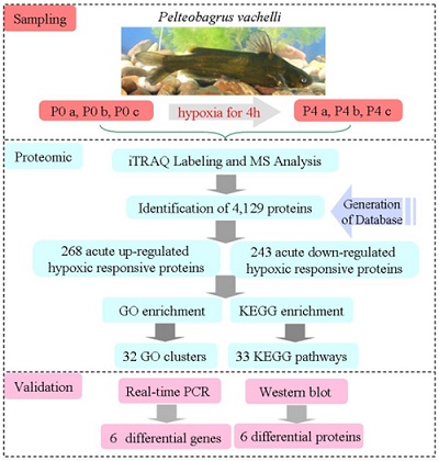 南师大尹绍武组：急性缺氧条件下瓦氏黄颡鱼肝脏的iTRAQ定量蛋白质组学分析