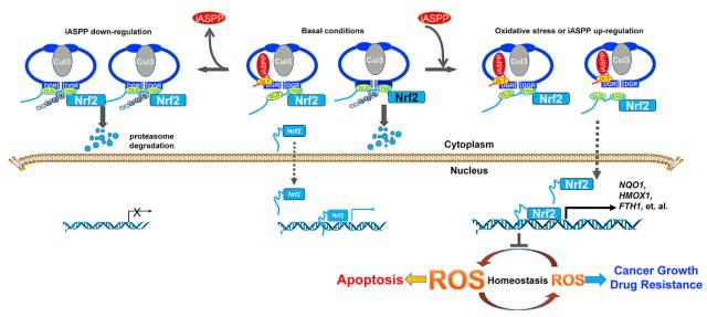 哈工大胡颖组Cancer Cell揭示肿瘤细胞调控氧化应激的新机制